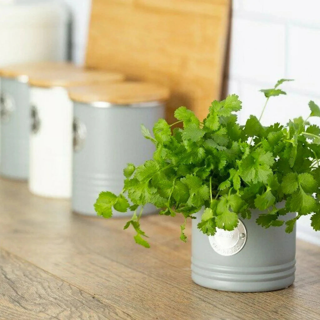 Contenedor Hierba Gris